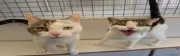 Mixed Breed cats for adoption: Brother and Sister Cats Available for Adoption - Advert 6