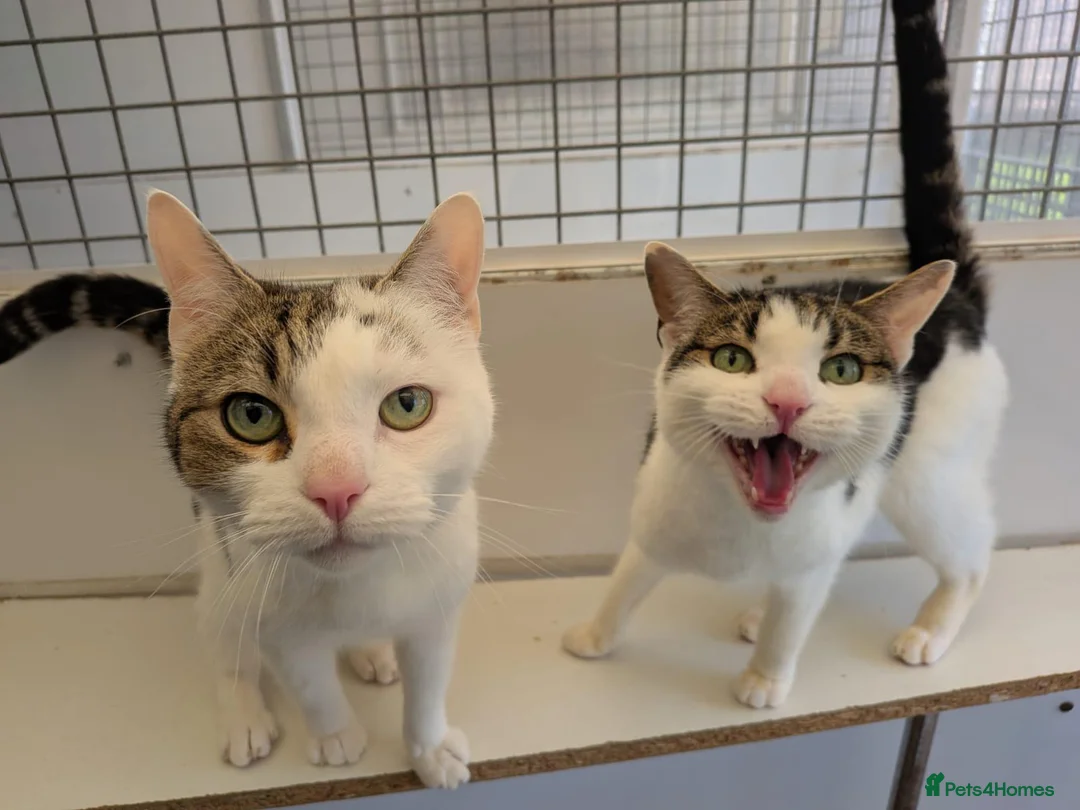 Mixed Breed cats for adoption: Brother and Sister Cats Available for Adoption - Advert 6