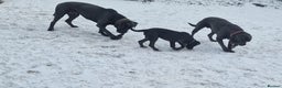 Cane Corso dogs for sale: Conan cane corso - Advert 3