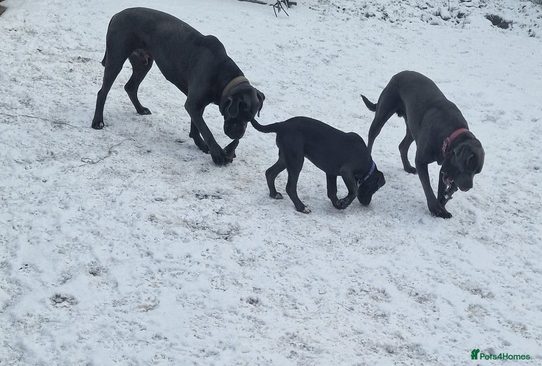 Cane Corso dogs for sale: Conan cane corso - Advert 3
