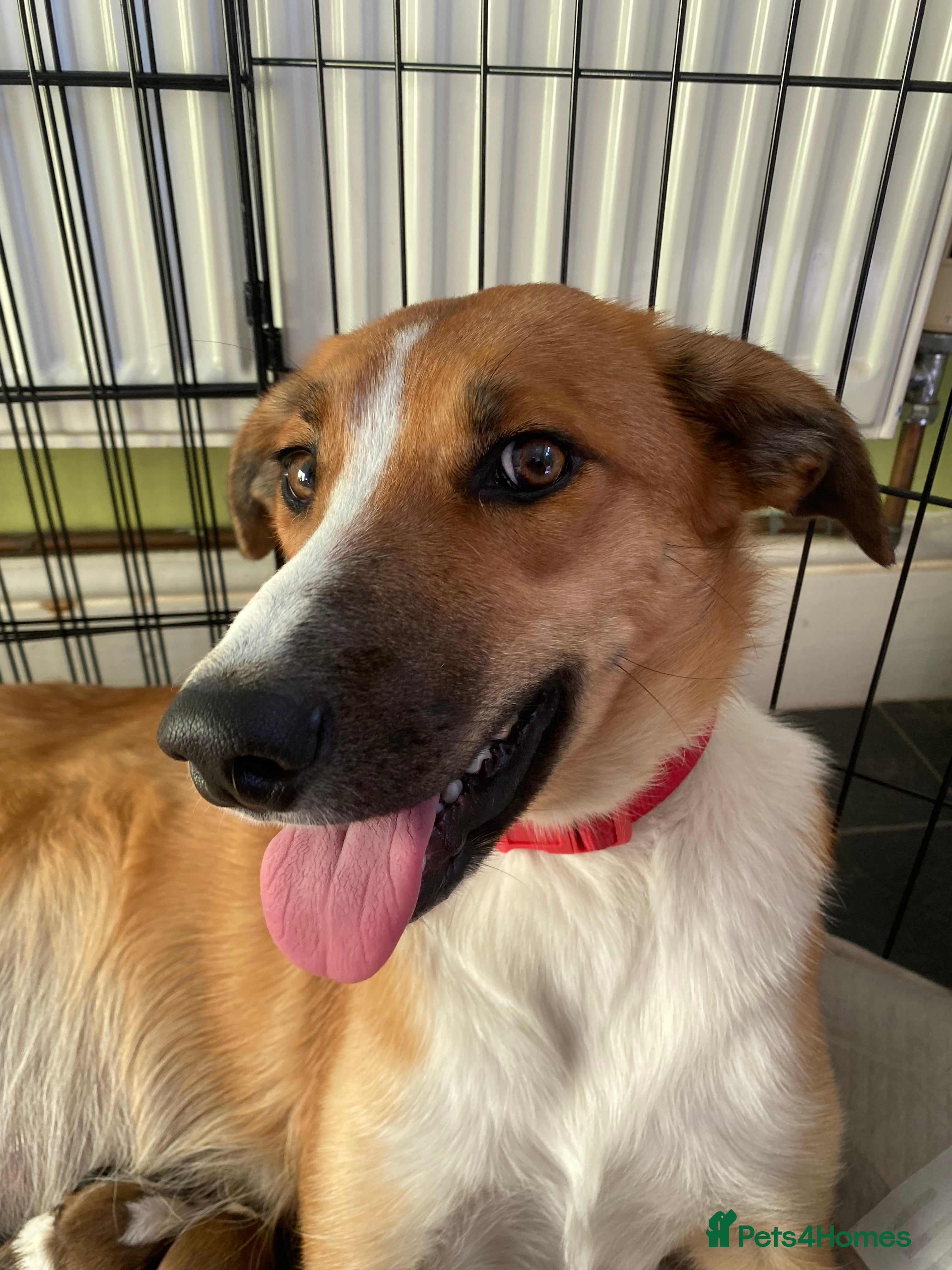 Mixed Breed dogs Border Collie/Huntaway cross - Advert 2