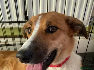 Mixed Breed dogs Border Collie/Huntaway cross - Advert 2