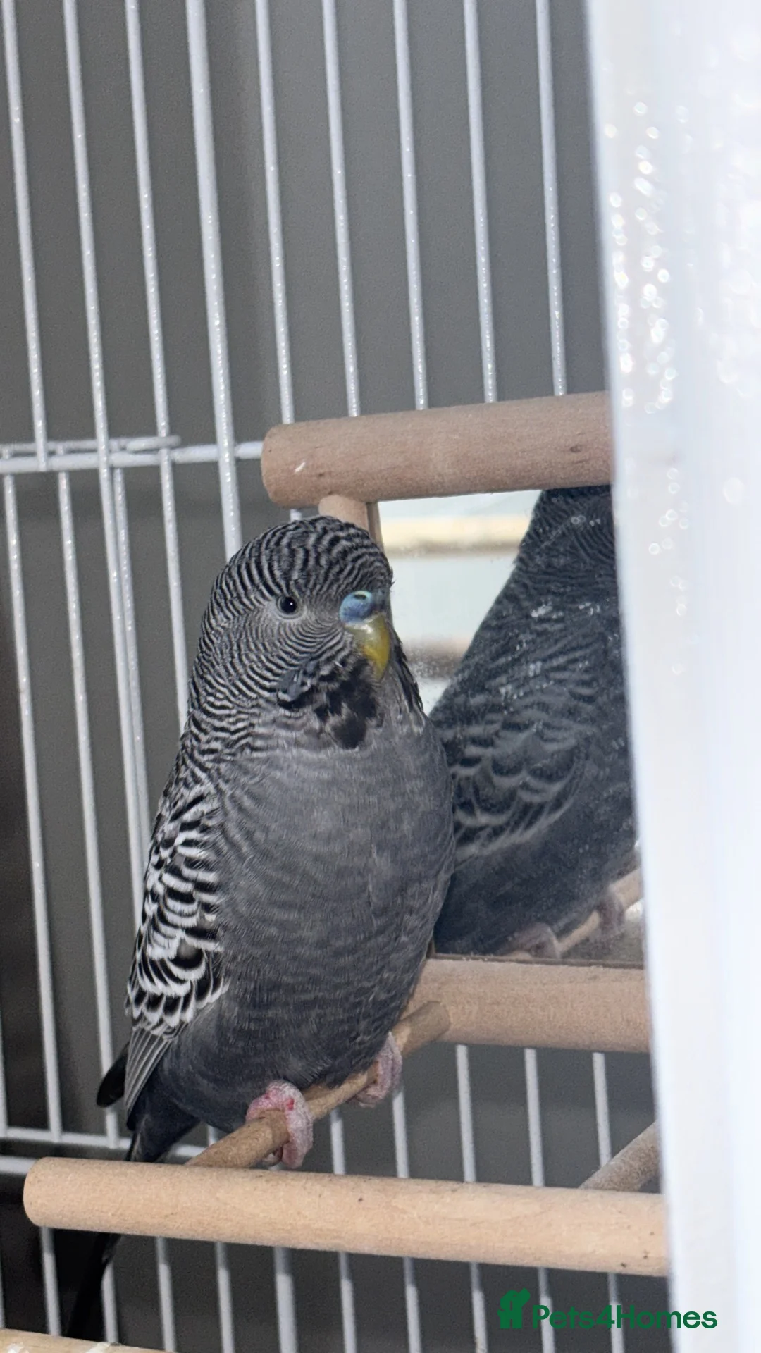 Budgerigars birds for sale: Bfbw budgie pair for sale with cage  - Advert 2