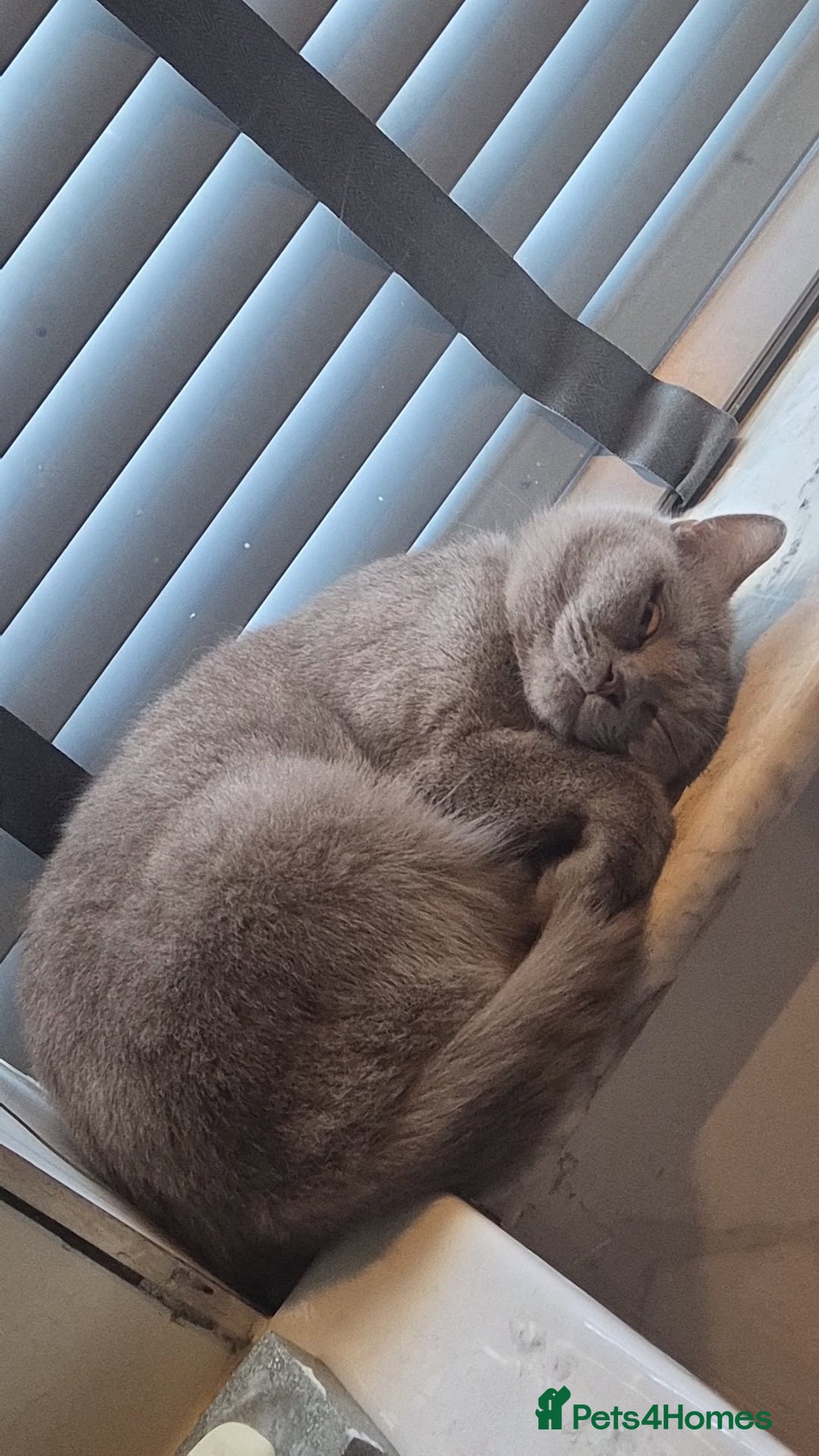 British Shorthair cats for sale: Beautiful british shorthair kittens  - Advert 2