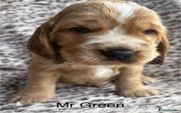 Cocker Spaniel dogs for sale: 🐾 Adorable Cocker Spaniel Puppies  - Image 4