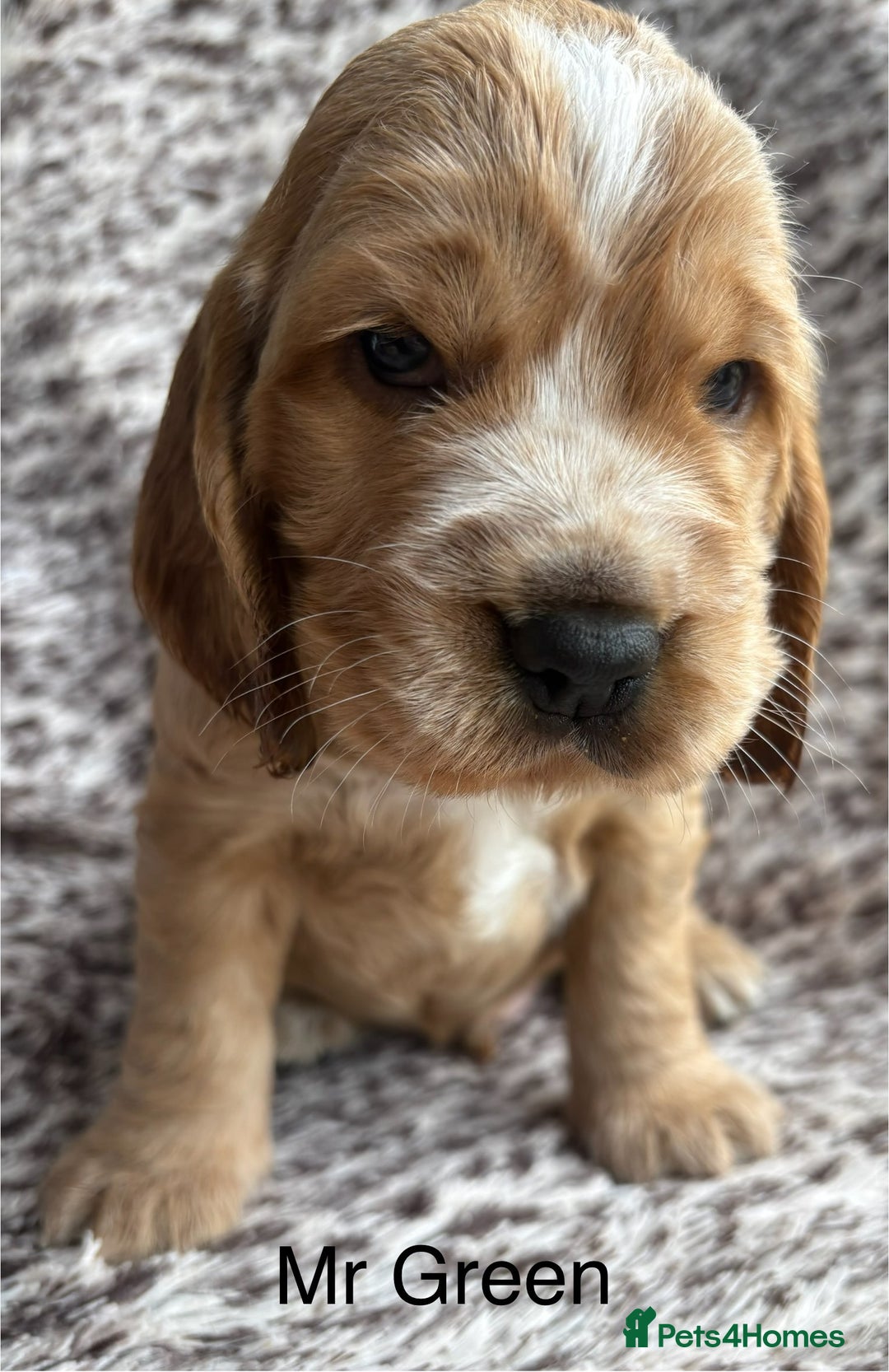 Cocker Spaniel dogs for sale: 🐾 Adorable Cocker Spaniel Puppies  - Image 4