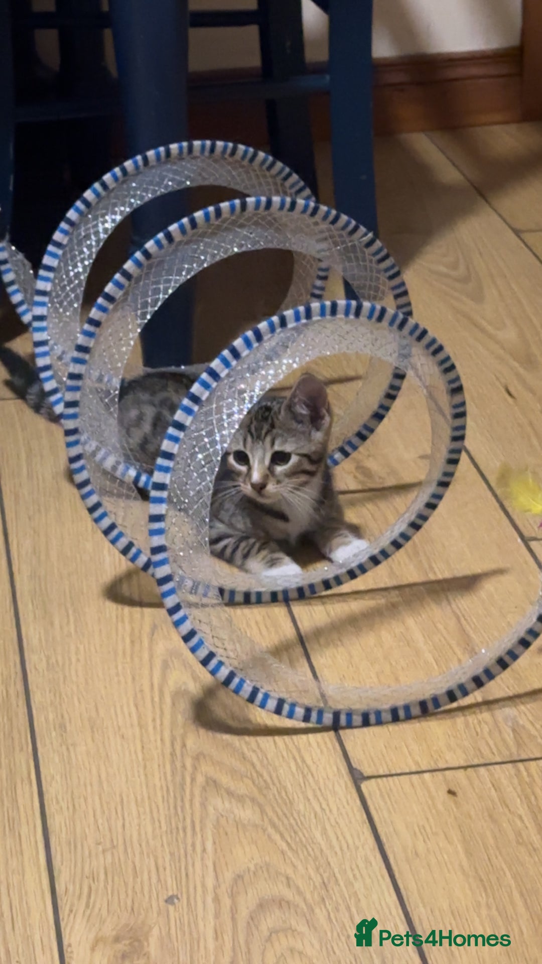 Bengal cats for sale: Half bengal kitten looking for her forever home - Image 8