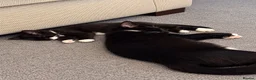 Mixed Breed cats for sale: Beautiful fluffy tuxedo kittens available now - Advert 12