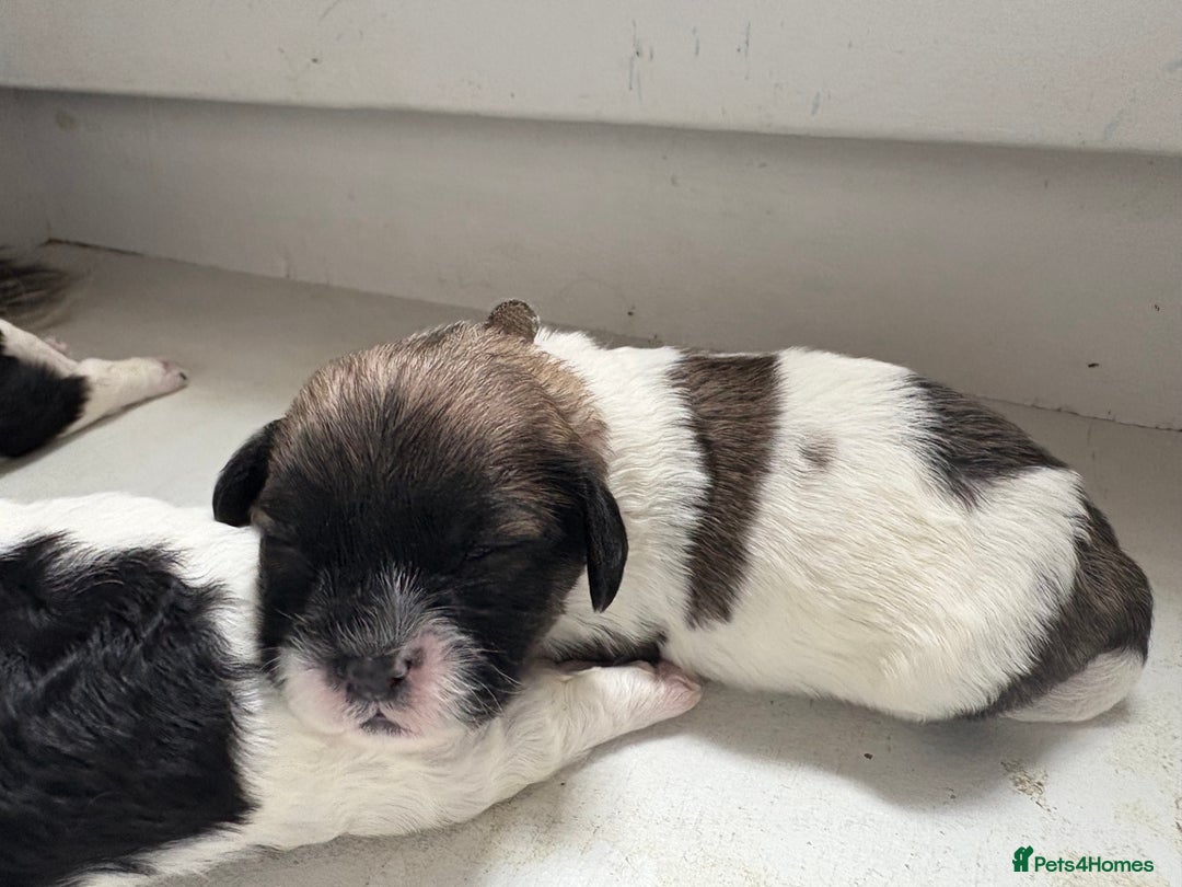 Mixed Breed dogs for sale: 6 beautiful Shihpoo + cotton de Tulear puppies - Image 13
