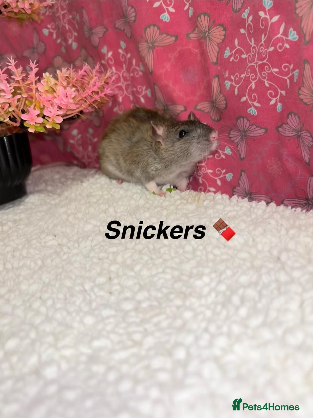 Rat rodents Beautiful baby rats  - Advert 1