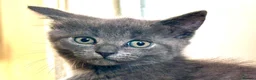 Mixed Breed cats for sale: Gorgeous kittens, 1 grey girl, 2 tabby boys - Advert 3