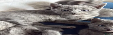 Russian Blue 3