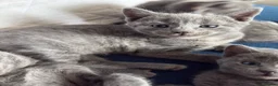 Russian Blue cats for sale: 5 cute Russian blue kittens - Advert 4