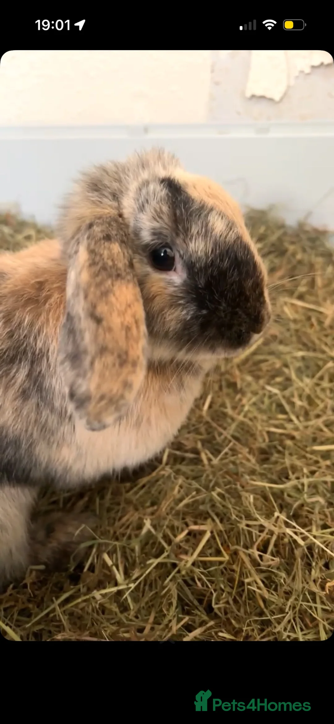 Mixed Breed rabbits for sale: 2 Female Bonded Rabbits Freeroamed. in Rochdale - Advert 2