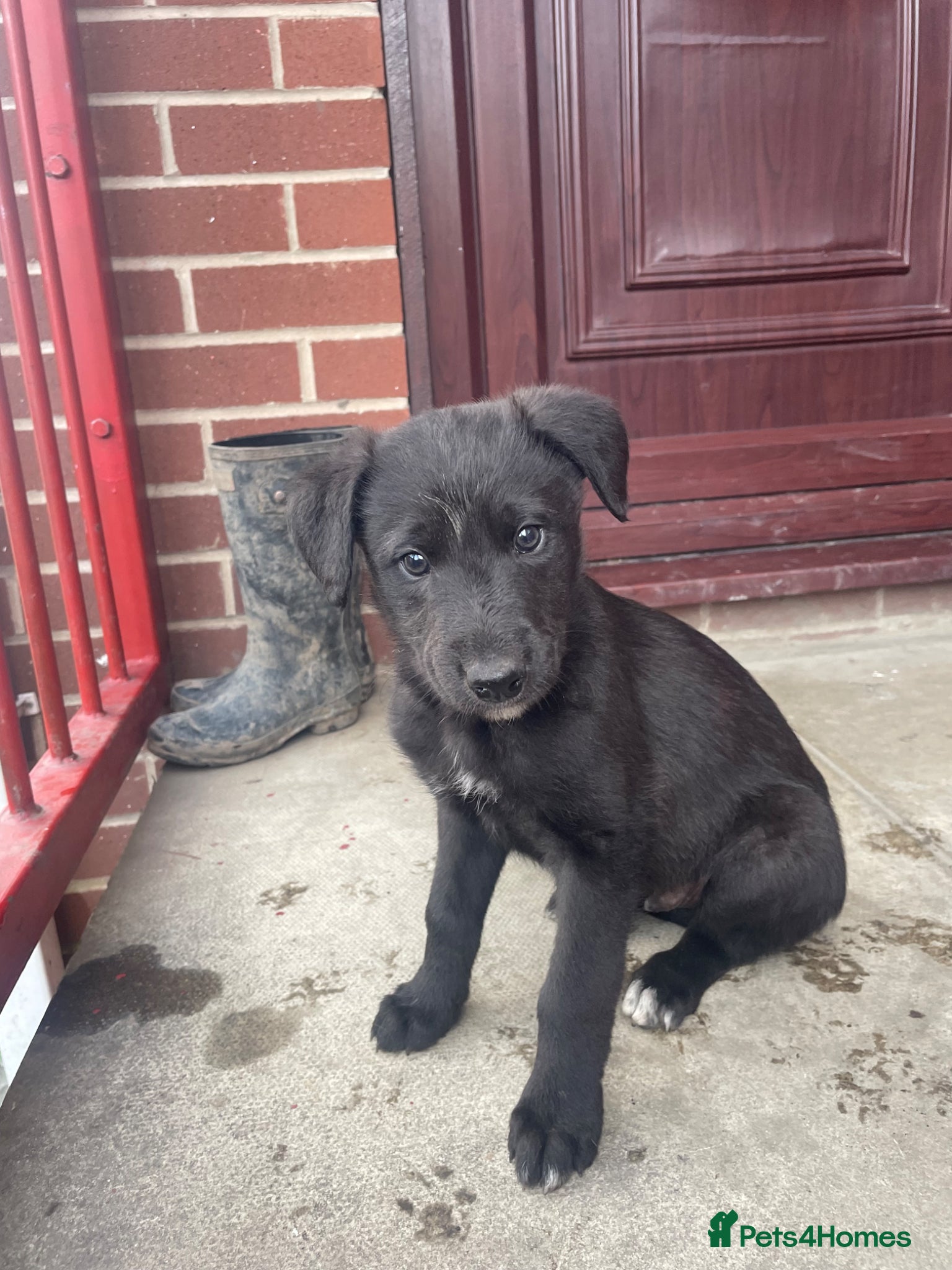 Mixed Breed dogs 3/4greyhound1/4 bedlington - Advert 2