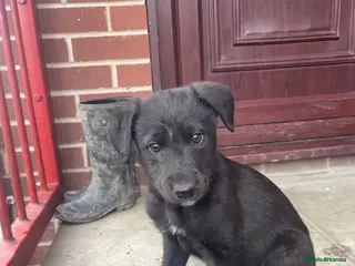 Mixed Breed dogs 3/4greyhound1/4 bedlington - Advert 2