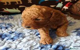 Labradoodle dogs for sale: F1b MINIATURE LABRADOODLES. 5* LICENCED BREEDER. - Image 7
