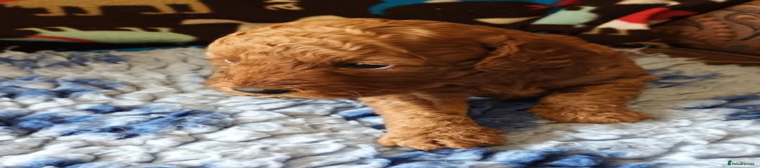 Labradoodle Puppy 8