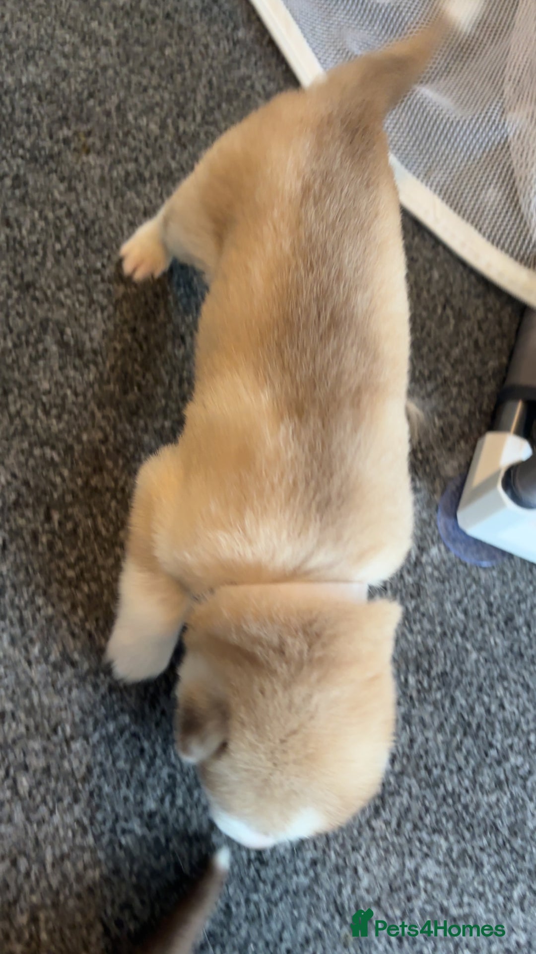 Siberian Husky dogs for sale: Beautiful husky pups 🔥 only 3 male pups left 🔥 - Advert 24