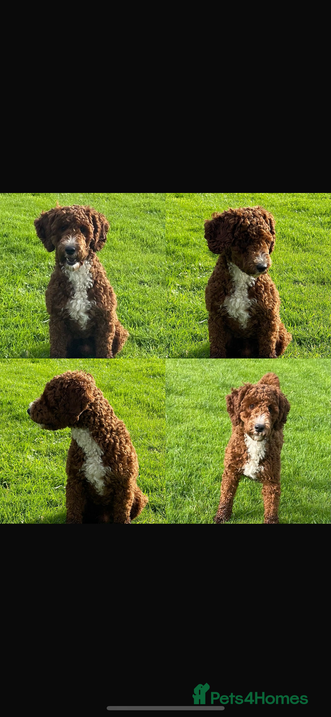 Australian Labradoodle dogs for sale: Deepest Red Australian Labradoodles - Advert 7