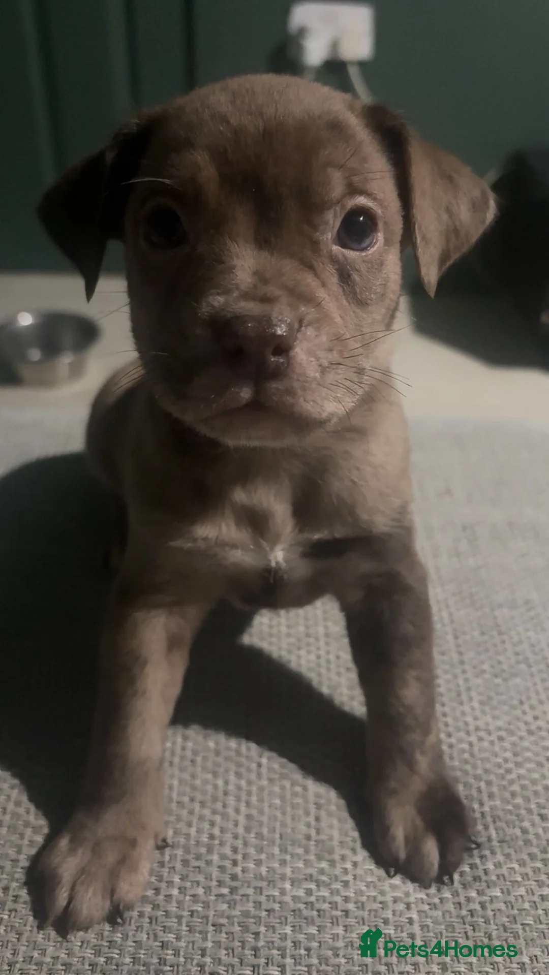 Mixed Breed dogs for sale: ‼️American bully x springer spaniel puppies ‼️  - Advert 12