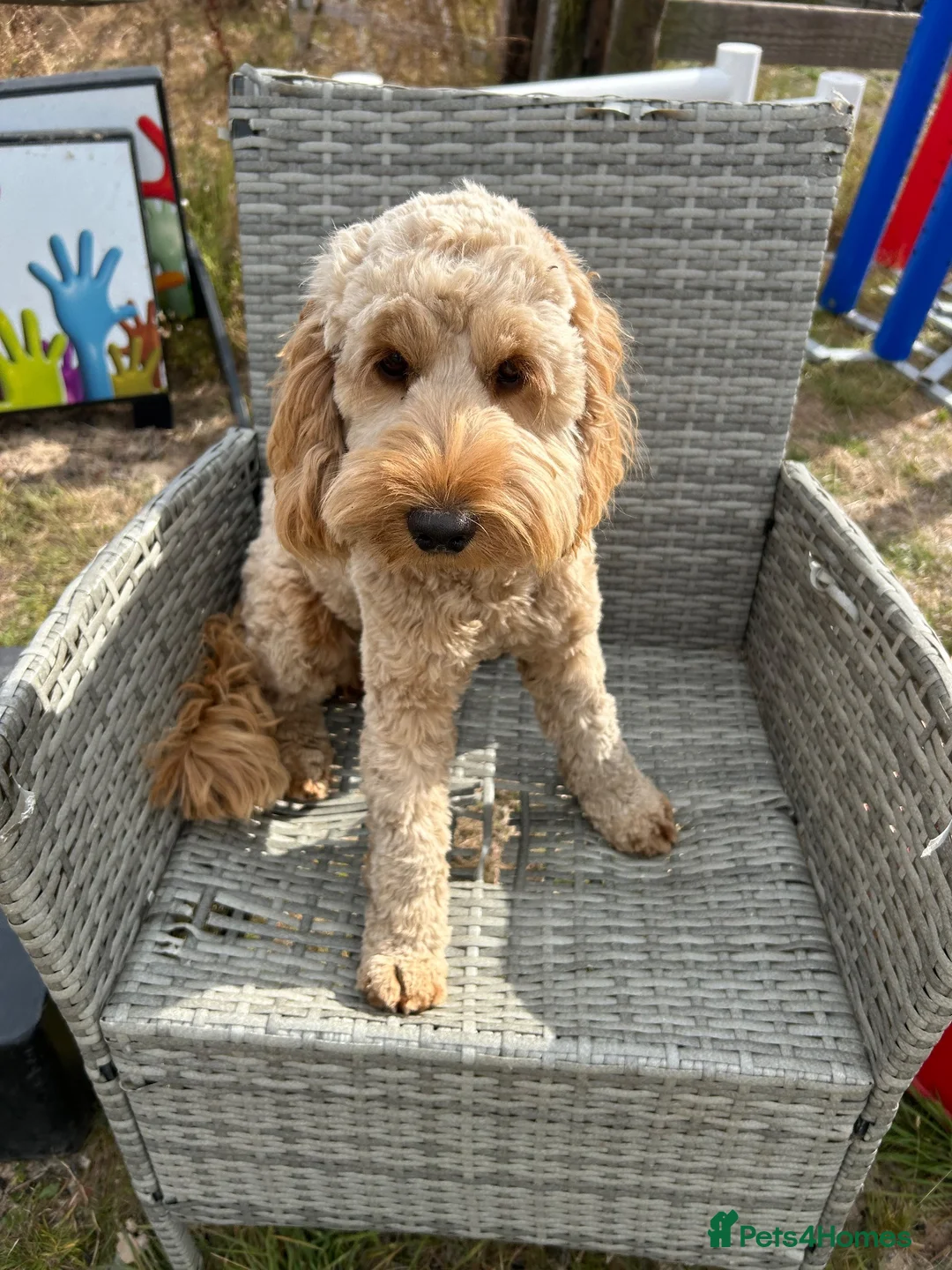 Cockapoo dogs for sale: Beautiful merla girl available  - Advert 2