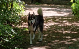 Huskita dogs for stud: Handsome Booboo in Stockport - Image 19