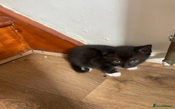 Mixed Breed cats for sale: Kittens  - Image 3