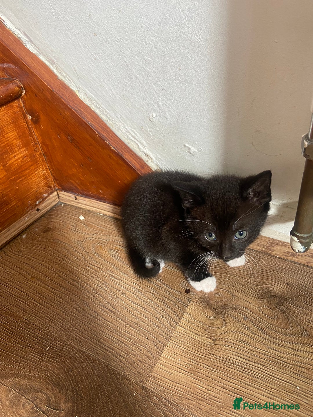 Mixed Breed cats for sale: Kittens  - Image 3