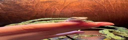 Bearded Dragon reptiles for sale: Translucent red monster babies in Croydon - Advert 4