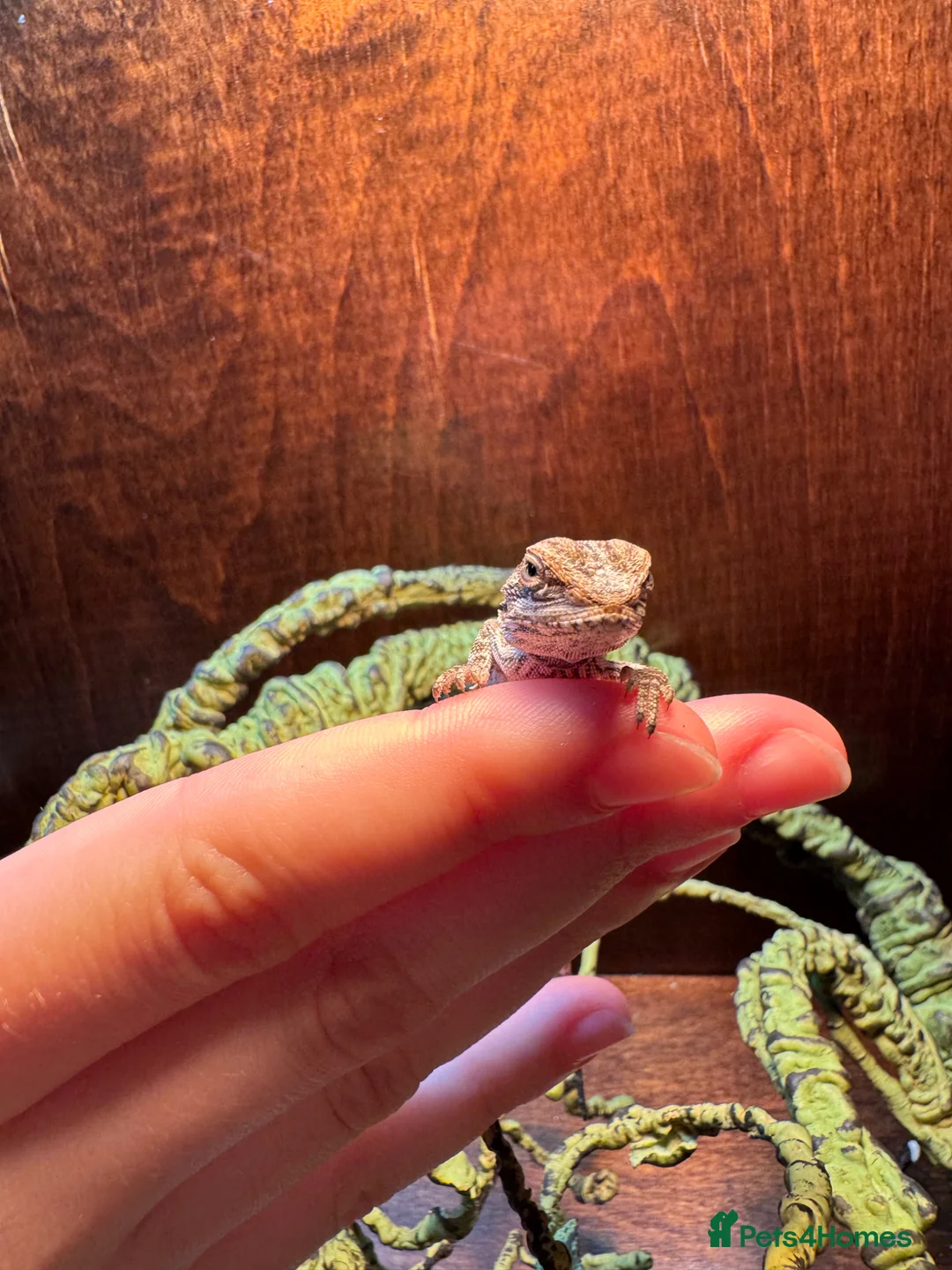 Bearded Dragon reptiles for sale: Translucent red monster babies in Croydon - Advert 4