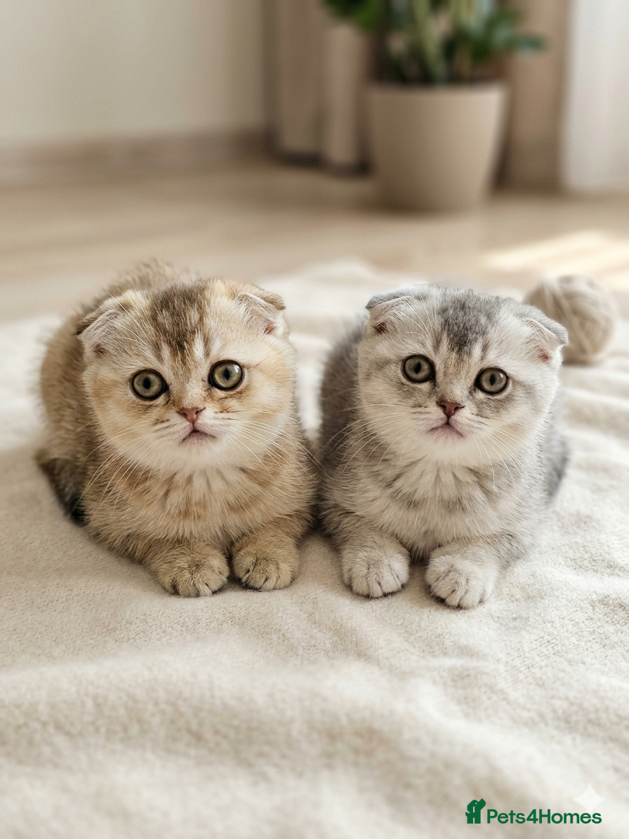 Scottish Fold cats Rear color Scottish Fold Kittens  - Advert 1