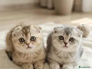 Scottish Fold cats Rear color Scottish Fold Kittens - Advert 13