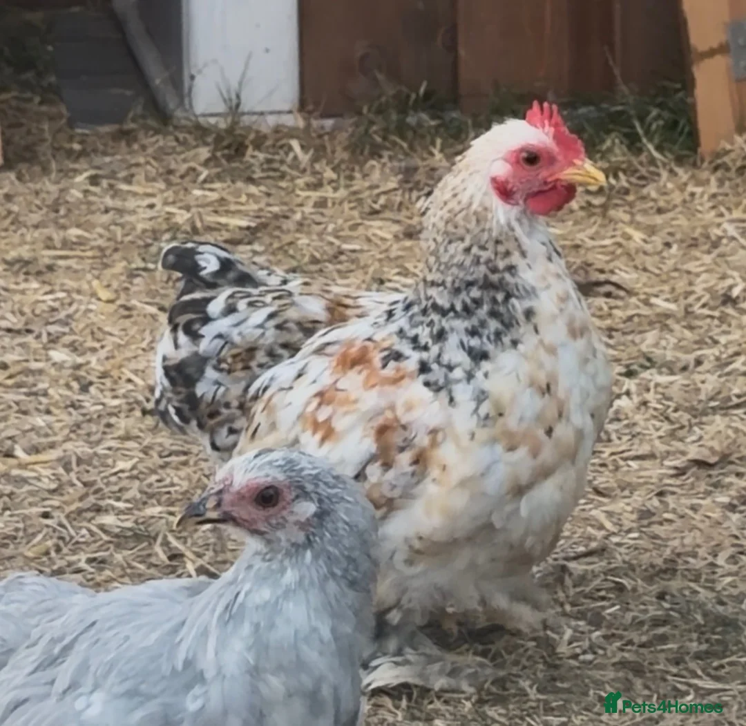 Chickens poultry for sale: Pekin bantam millefleur  - Advert 2