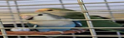 Lovebirds birds for sale: Lovebirds  - Advert 3