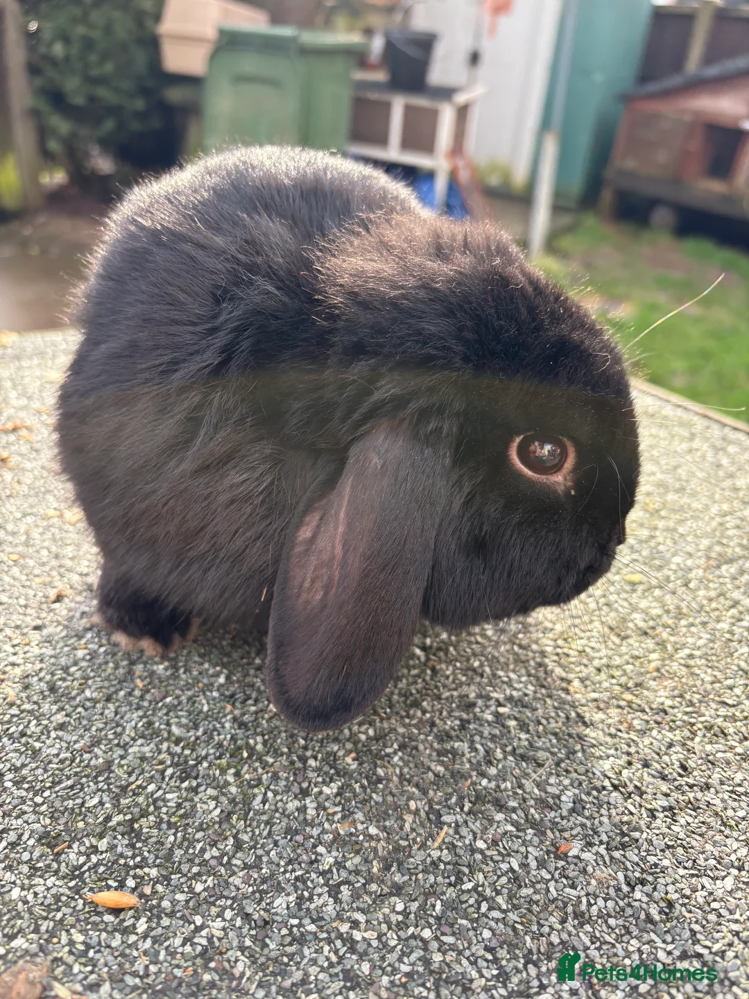 Mini Lop rabbits for sale: baby boy mini lops😍 - Advert 4