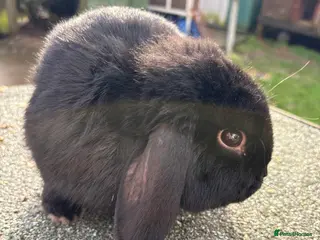 Mini Lop rabbits baby boy mini lop😍 - Advert 6