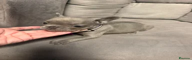 French Bulldog 1