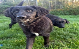 Mixed Breed dogs for adoption: Meet George !!!  - Image 4