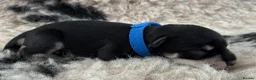Miniature Schnauzer dogs for sale: Beautiful miniature schnauzers - Advert 7