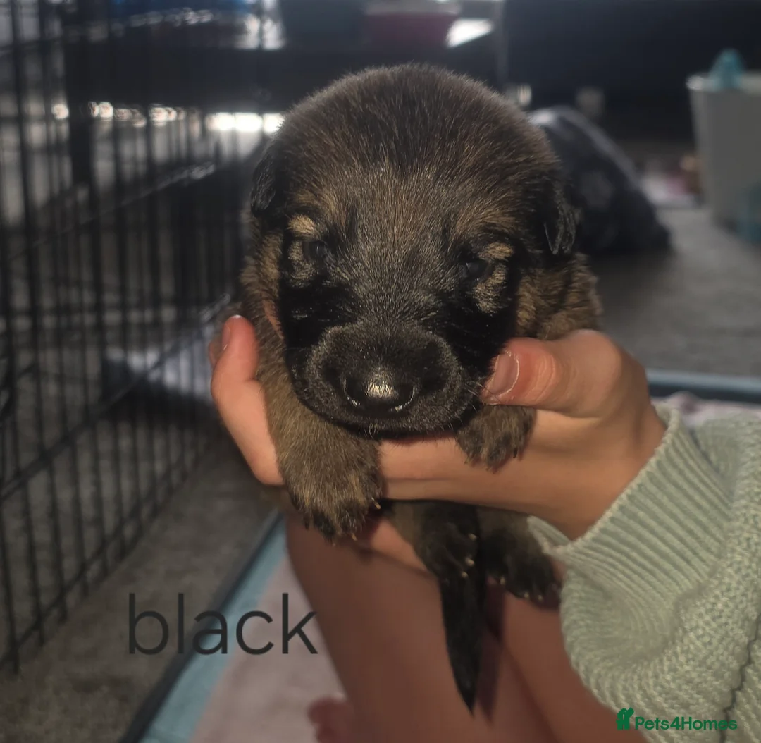 German Shepherd dogs for sale: 8 adorable puppies - Advert 10