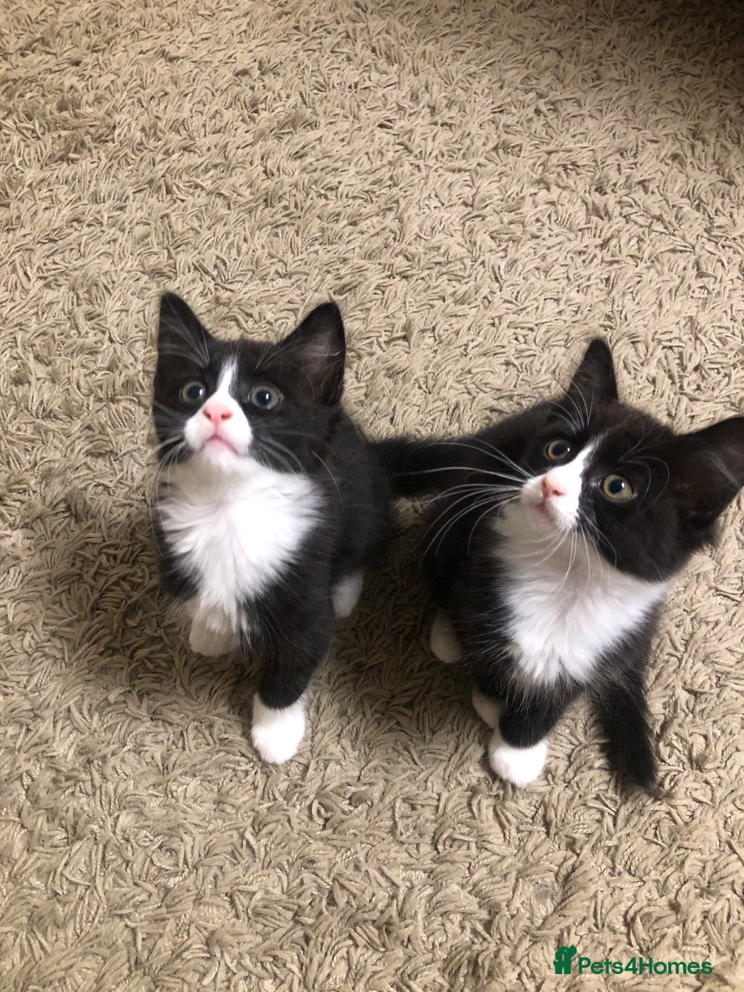Mixed Breed cats for sale: siamese x siberian tuxedo kittens - Advert 16