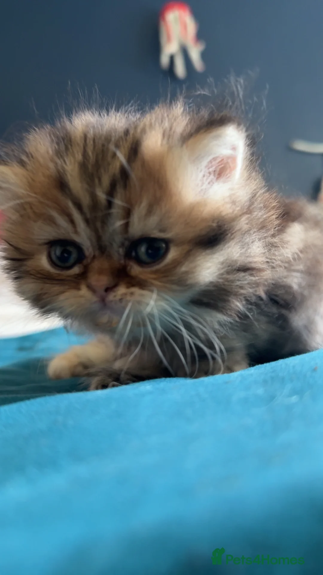 Persian cats for sale: Golden Chinchilla Female Persian kittens - Advert 12