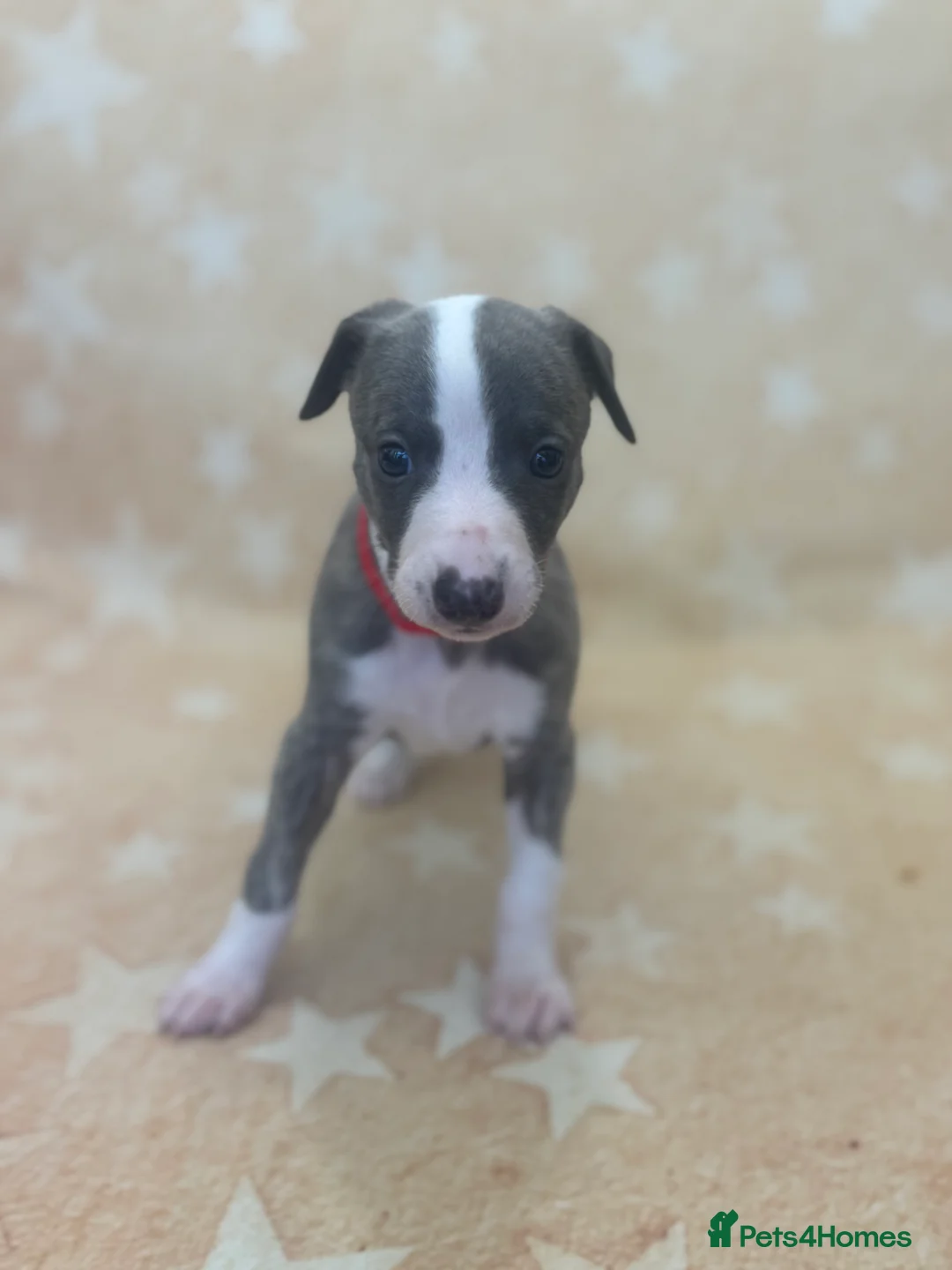 Whippet dogs for sale: Top quality KC registered Whippet pups - Advert 22