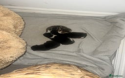 Domestic Shorthair cats for sale: Only 2 left - beautiful cuddly litter of 4  - Image 9
