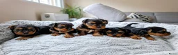 Yorkshire Terrier dogs for sale: Mini Yorkshire terrier puppies  in Nottingham - Advert 1