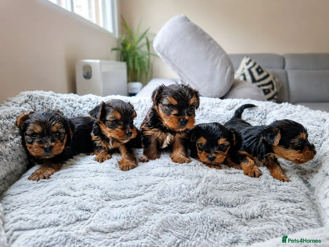 Yorkshire Terrier dogs for sale: Mini Yorkshire terrier puppies  in Nottingham - Advert 1