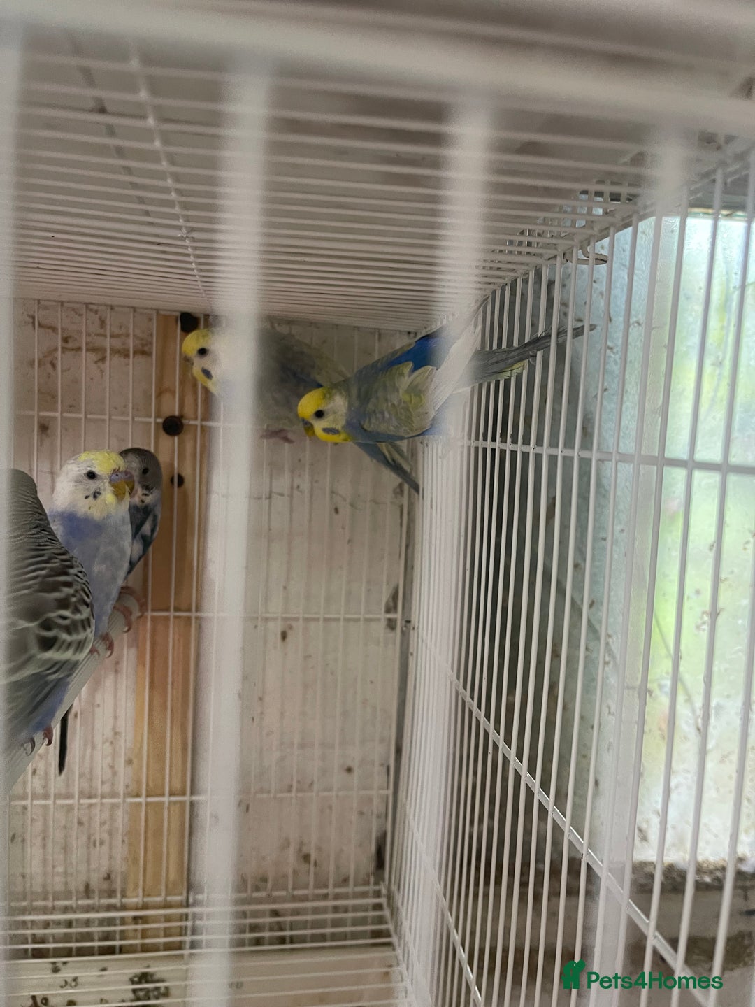 Lorikeets birds for sale: Budgies  - Advert 5