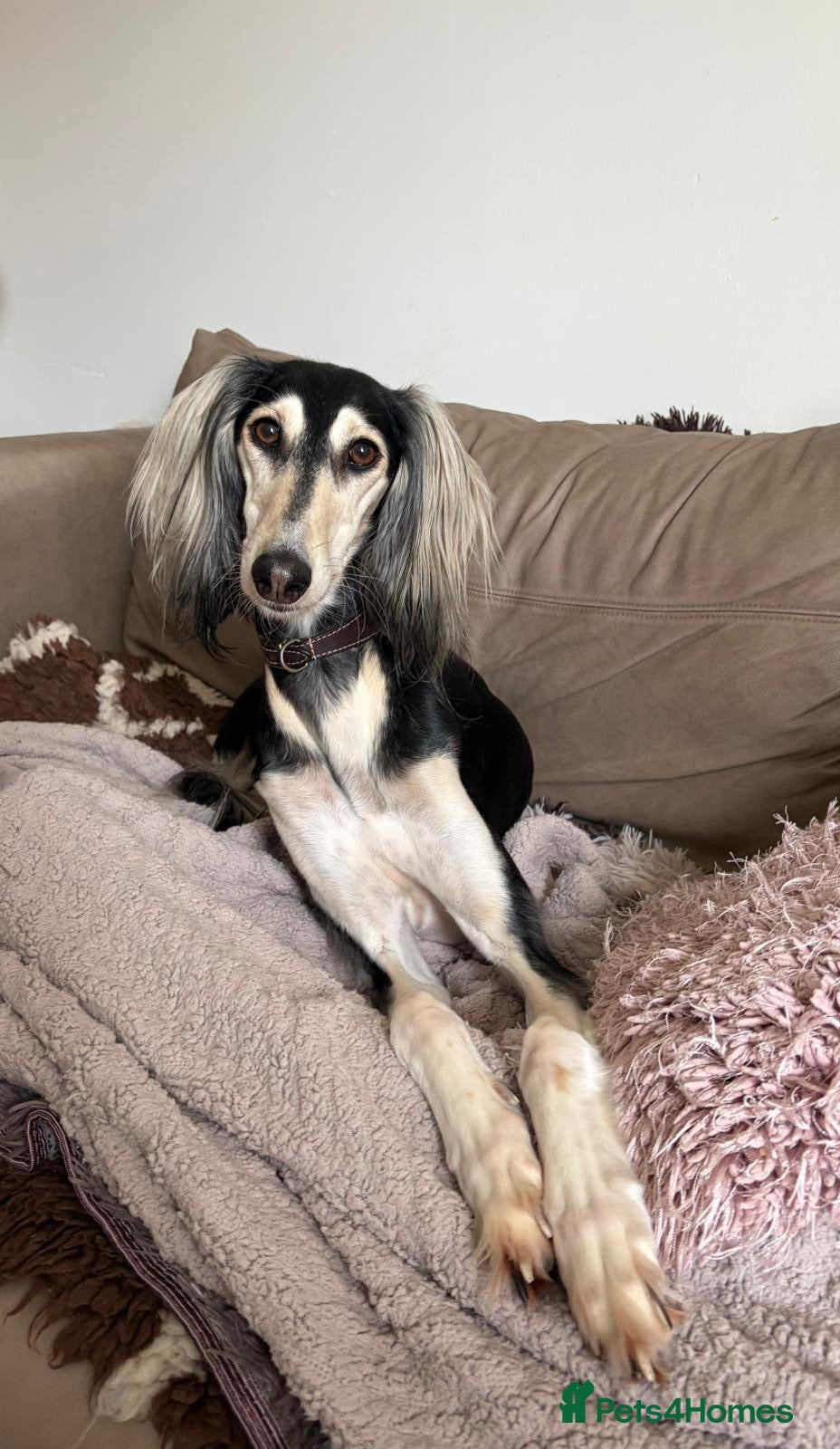 Saluki dogs Beautiful Saluki pups from champion lines - Advert 2
