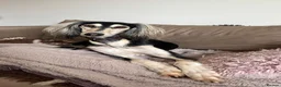 Saluki dogs for sale: Beautiful Saluki pups from champion lines - Advert 2